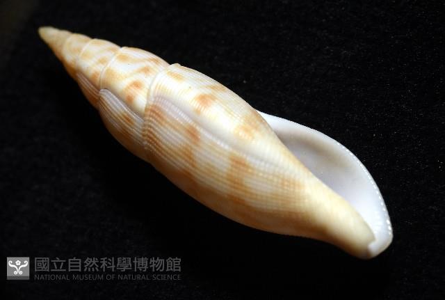 發現布紋螺藏品圖，第8張