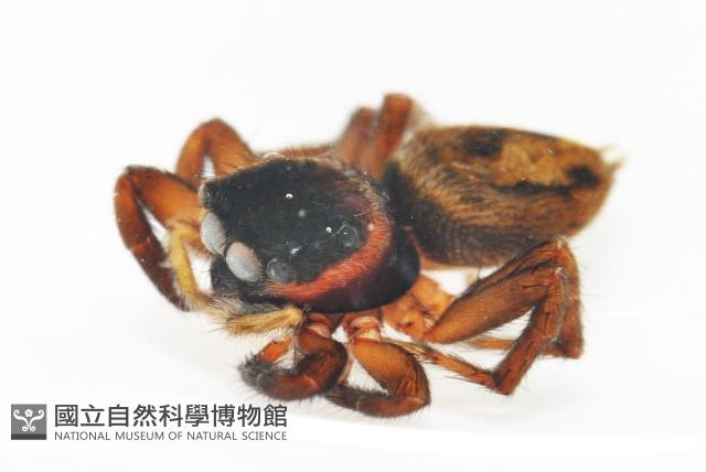 安德遜蠅虎藏品圖，第8張