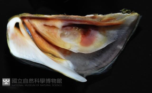 美麗笠藤壺藏品圖，第8張