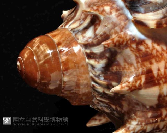 帝王渦螺藏品圖，第8張