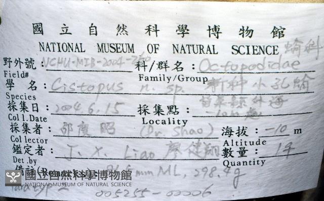 臺灣小孔蛸藏品圖，第8張