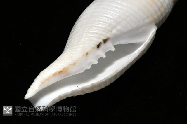 決心筆螺藏品圖，第8張