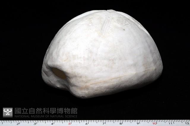 未知種緣帶海膽藏品圖，第8張