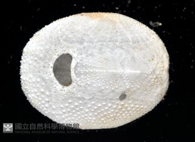 心形海壺藏品圖，第8張