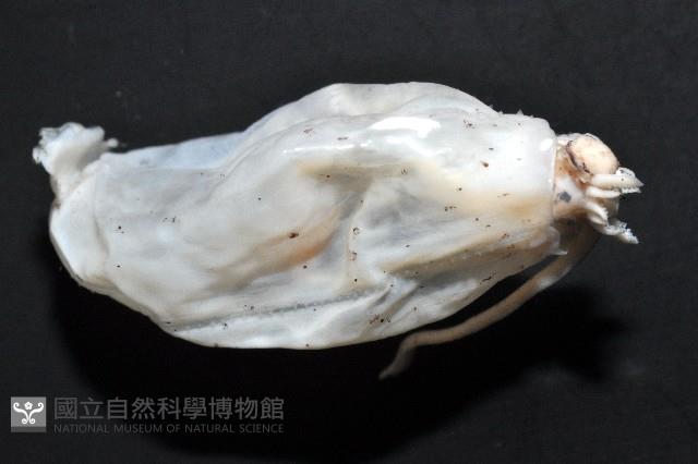 未知種紡錘魷魚藏品圖，第8張