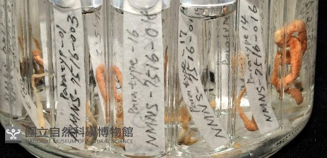 梧棲搓蟄蟲藏品圖，第8張