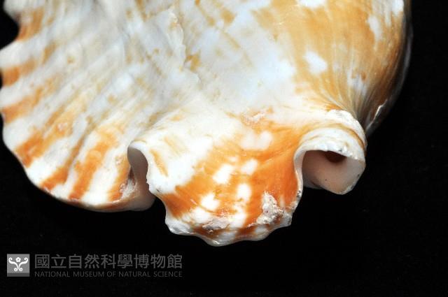 紫袖鳳凰螺藏品圖，第8張