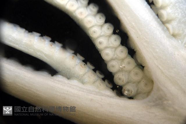 沙港章魚(新種)藏品圖，第8張