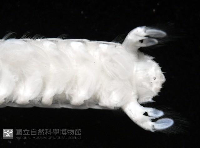 豹斑幼嫩蝦蛄藏品圖，第8張