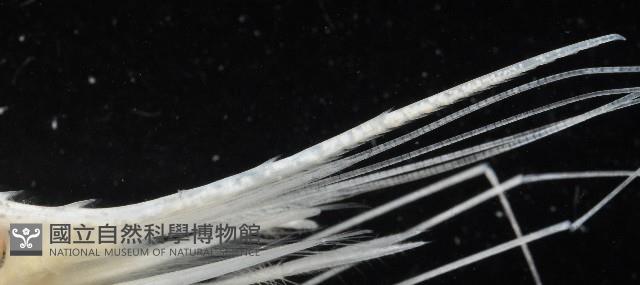 臺灣紅蝦藏品圖，第8張