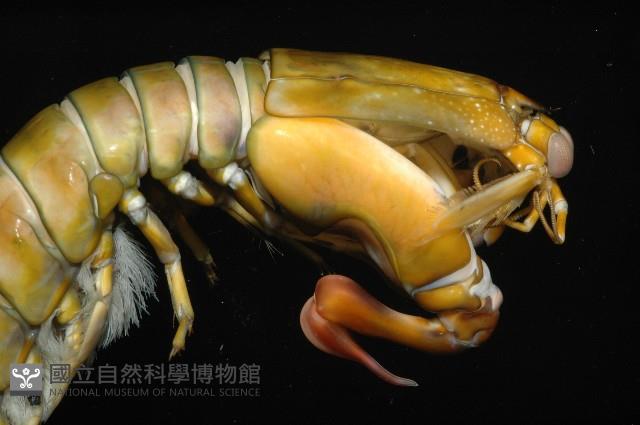 大指蝦蛄藏品圖，第8張