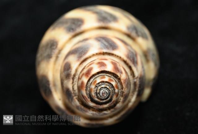 婆羅洲鳳螺藏品圖，第8張