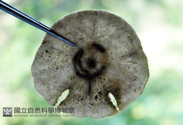 裂邊毛餅海膽藏品圖，第8張