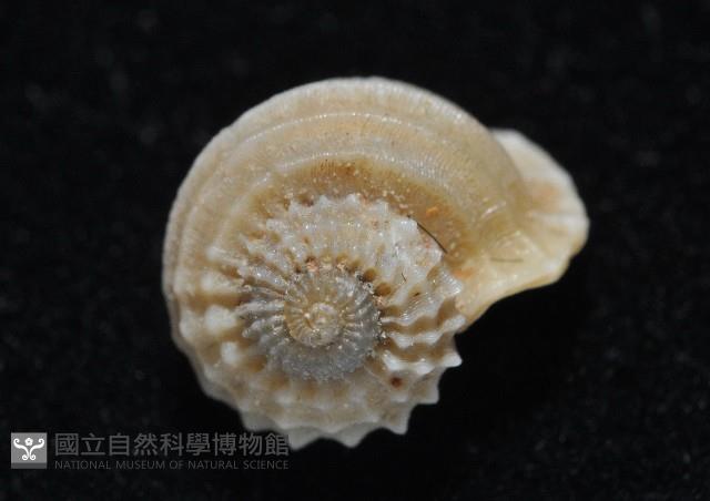 球花冠螺藏品圖，第8張