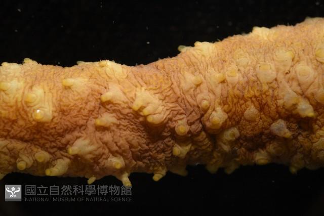 黃疣海參藏品圖，第8張