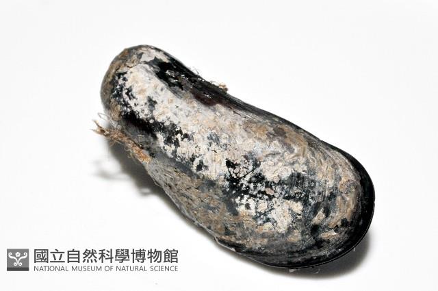 臺灣深海殼菜蛤藏品圖，第8張