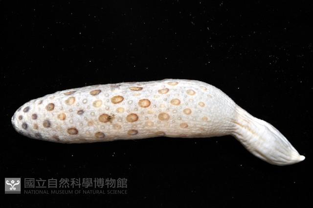 哈氏仙人掌海鰓藏品圖，第8張
