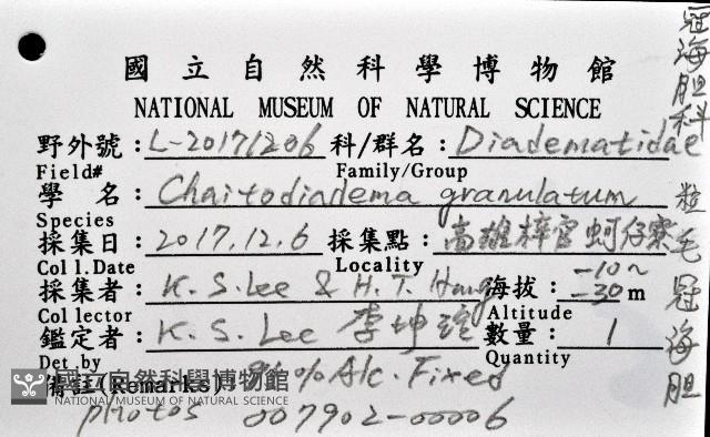 粒毛冠海膽藏品圖，第8張
