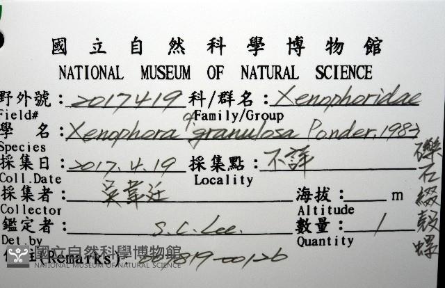 礫石綴殼螺藏品圖，第8張