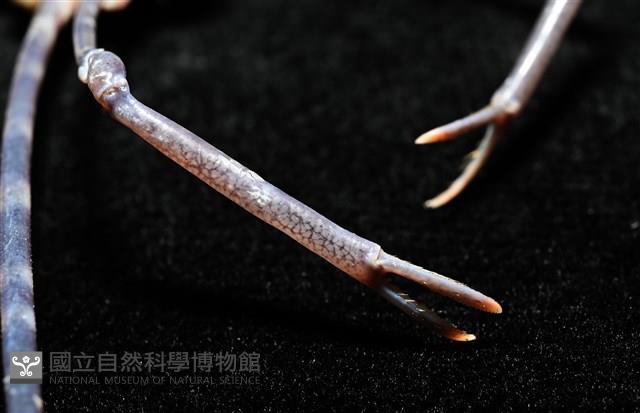 絲狀長踦蟹藏品圖，第8張