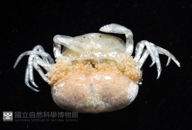中華蚶豆蟹藏品圖，第8張