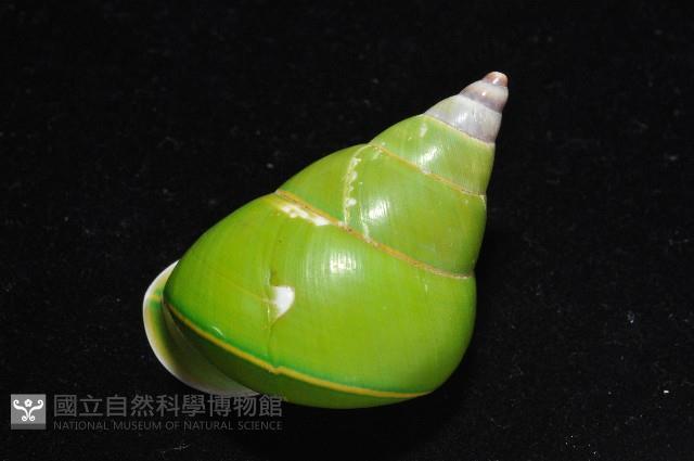 綠巴布亞蝸牛藏品圖，第8張