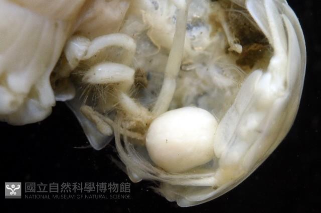 未知種折尾蝦藏品圖，第8張