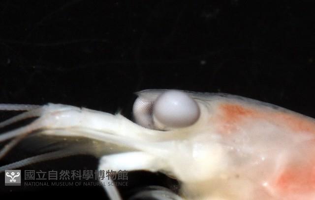 未知種新米蝦藏品圖，第8張