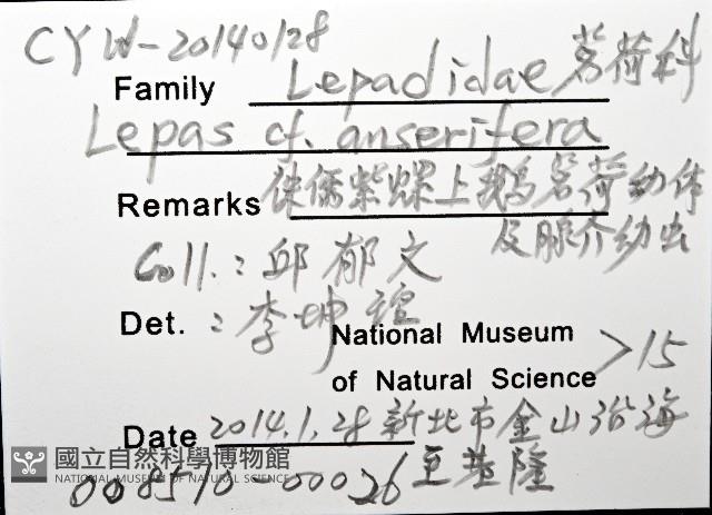 鵝茗荷藏品圖，第8張