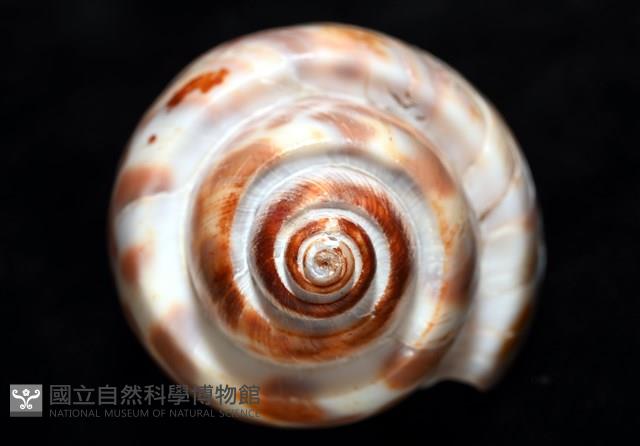 阿拉伯鳳螺藏品圖，第8張