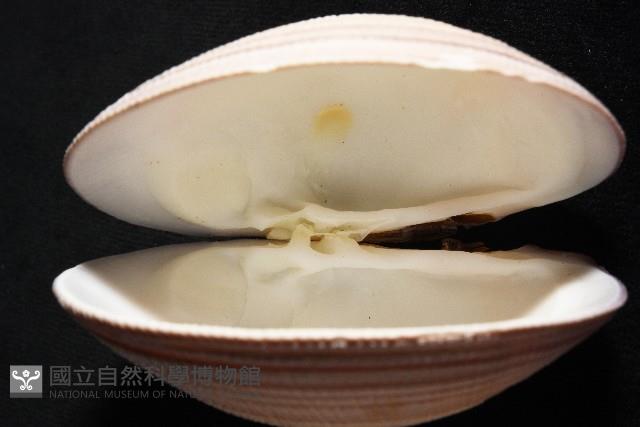鉛球簾蛤藏品圖，第8張