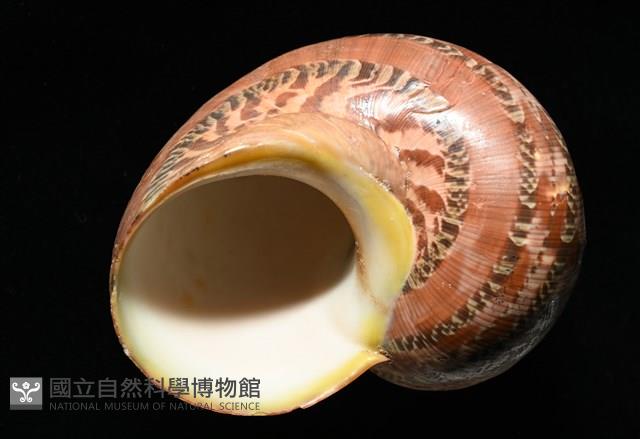貓眼蠑螺藏品圖，第8張