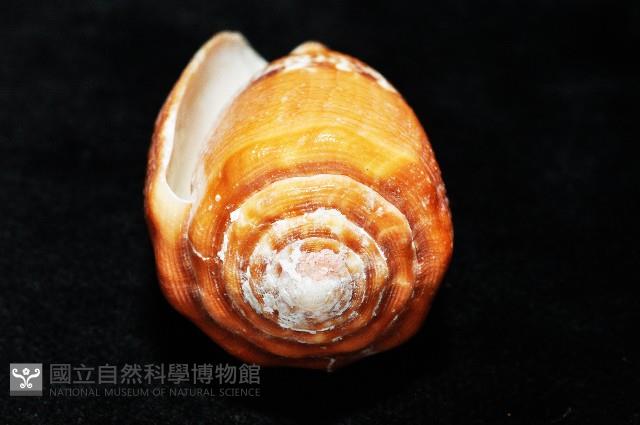 花帶芋螺藏品圖，第8張