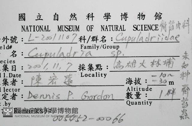未知種齊苔蟲藏品圖，第8張