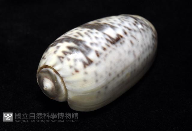 登錄號:007819-00136藏品圖，第8張