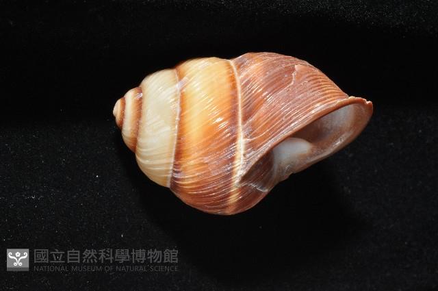 南亞蝸牛之一種藏品圖，第8張