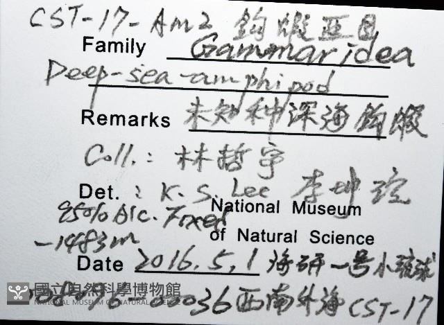 未知種深海鉤蝦藏品圖，第8張