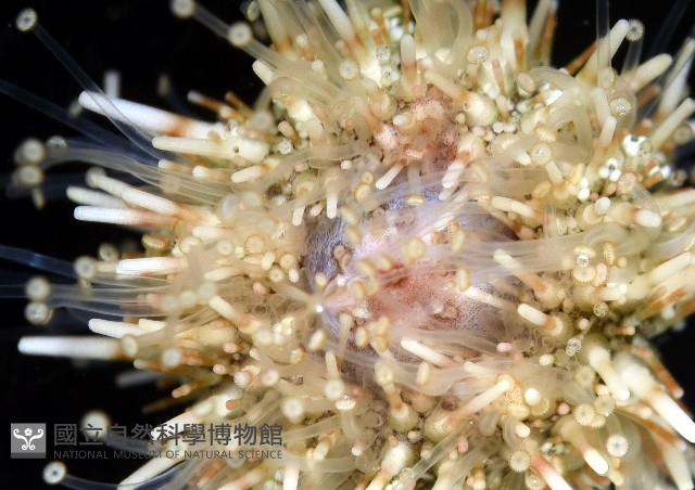 疣裸海膽藏品圖，第8張