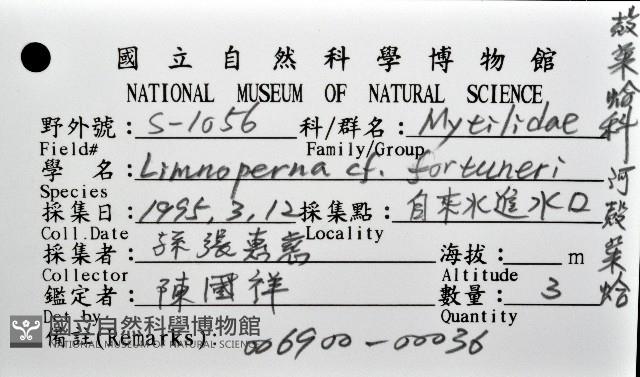 河殼菜蛤藏品圖，第8張