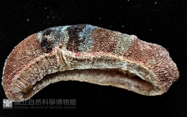 眼形隱板石鱉藏品圖，第8張