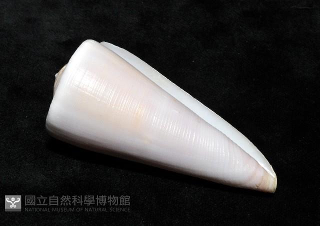 胭脂芋螺藏品圖，第8張