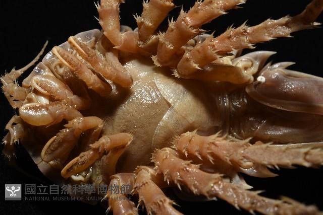 南極劍突水虱藏品圖，第8張