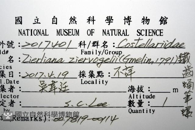 鐵齒蛹筆螺藏品圖，第8張