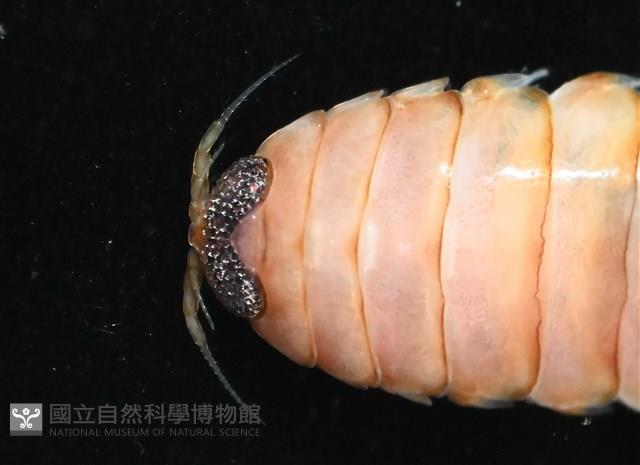 未知種紡錘水虱藏品圖，第8張