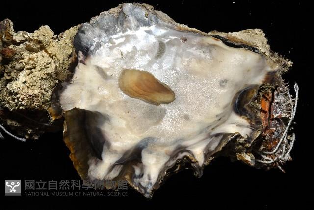 鋸齒牡蠣藏品圖，第8張