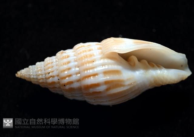 展翼蛹筆螺藏品圖，第8張