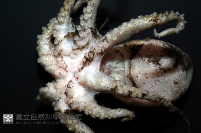 未知種藍環章魚藏品圖，第8張