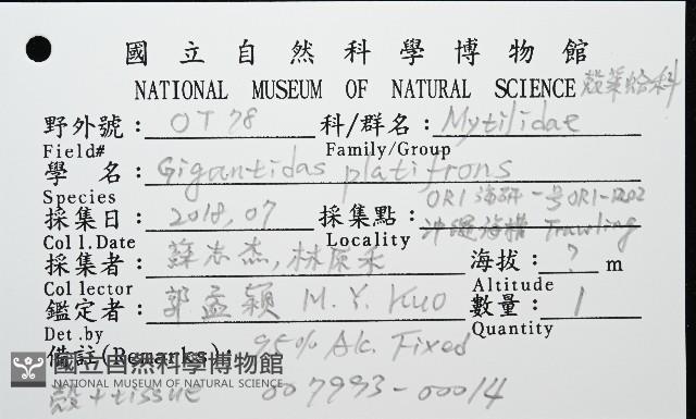 平端深海殼菜蛤藏品圖，第8張