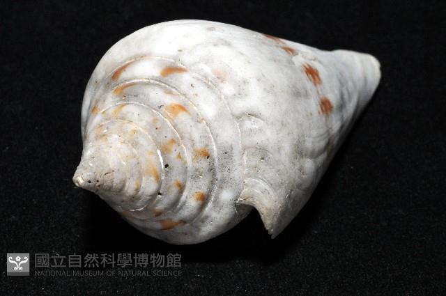 大佛塔芋螺藏品圖，第8張