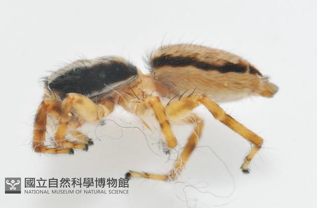 雙帶扁蠅虎藏品圖，第8張